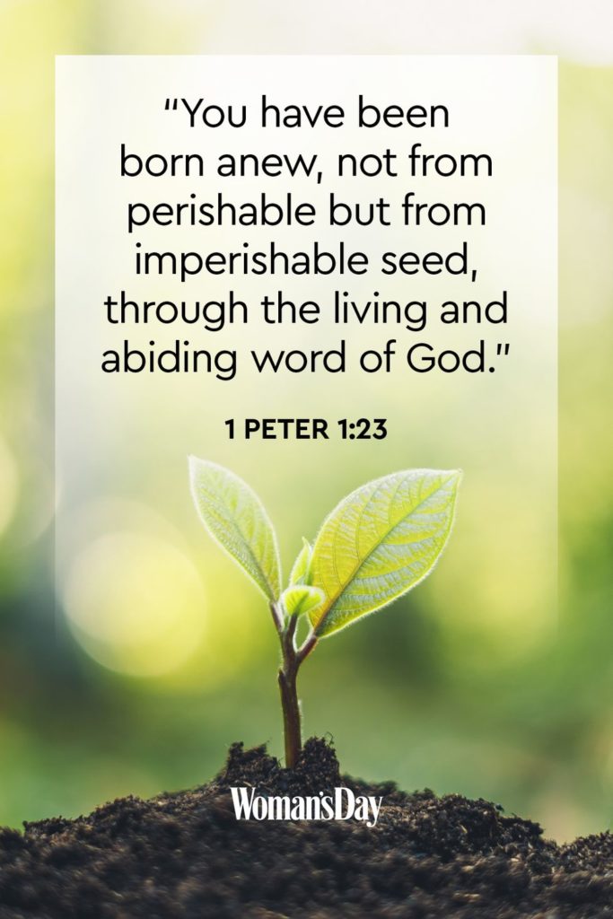 You have been born anew not from perishable but from imperishable seed through the living and abiding word of God