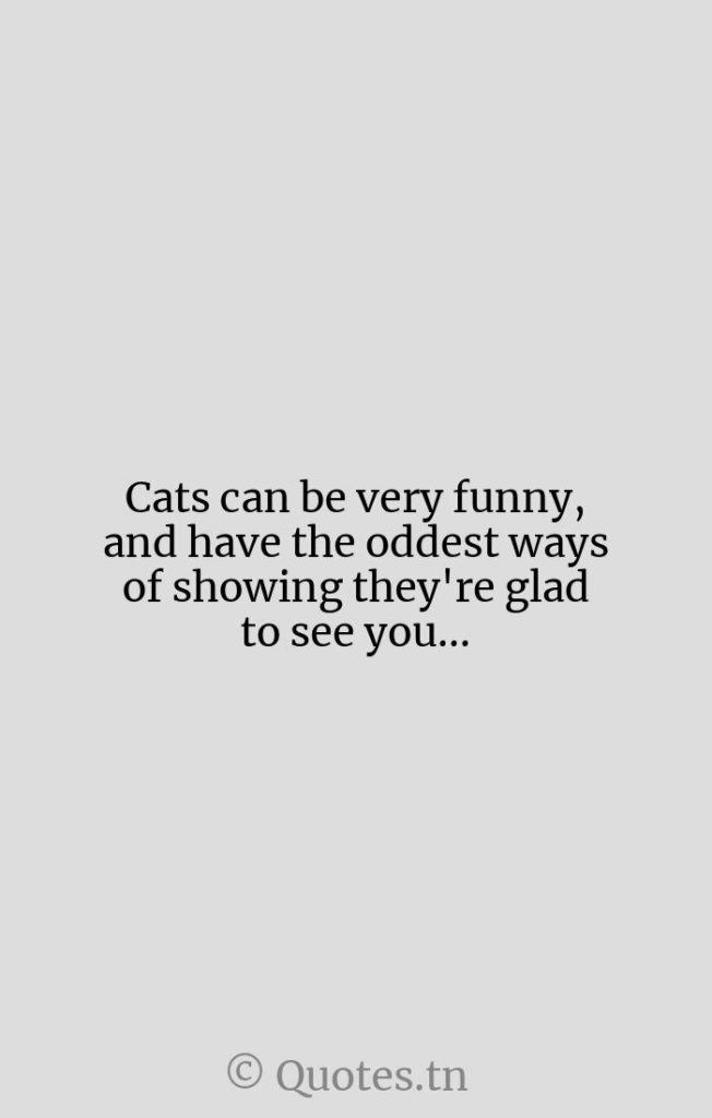 Cats can be very funny